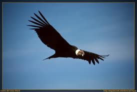 20110212165000-condor.jpg
